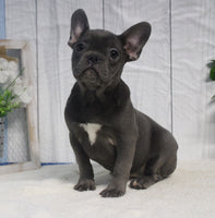 French Bulldog