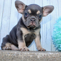 French Bulldog