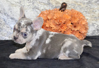 French Bulldog