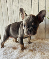 French Bulldog