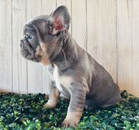 French Bulldog