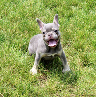French Bulldog
