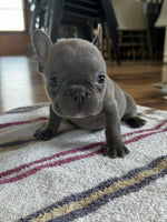 French Bulldog