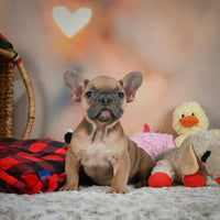 French Bulldog