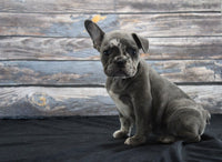 French Bulldog