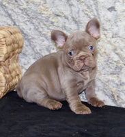 French Bulldog