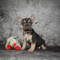 French Bulldog