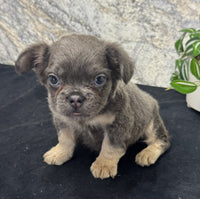 Fluffy French Bulldog