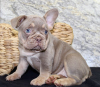 French Bulldog