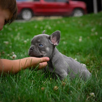  French Bulldog