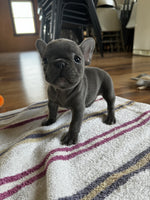 French Bulldog