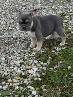  French Bulldog