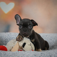 French Bulldog