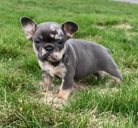 French Bulldog