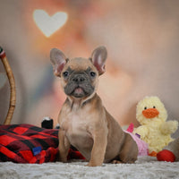 French Bulldog