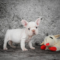 French Bulldog