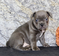 French Bulldog