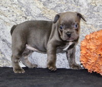 French Bulldog