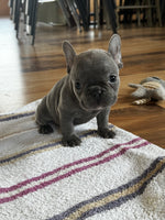 French Bulldog