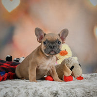 French Bulldog