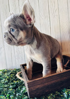 French Bulldog