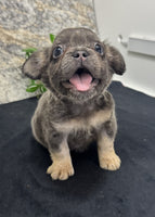Fluffy French Bulldog