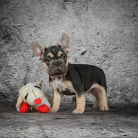 French Bulldog