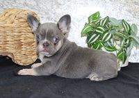 French Bulldog