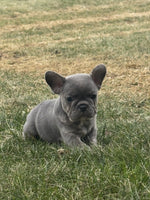 French Bulldog