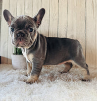 French Bulldog