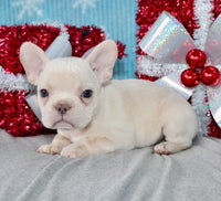 French Bulldog