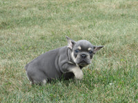 French Bulldog