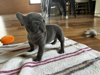 French Bulldog