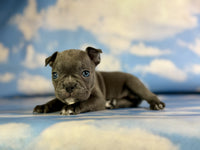 Frenchton