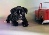 Frenchton
