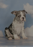 Frenchton