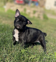 Frenchton