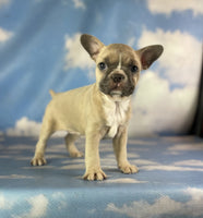 Frenchton