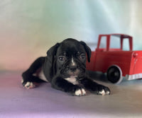 Frenchton