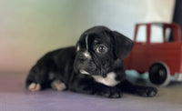 Frenchton