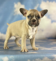 Frenchton