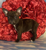  Frenchton