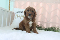 Goldendoodle