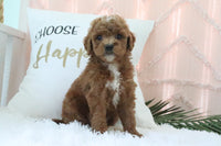 Goldendoodle