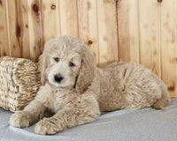 Goldendoodle