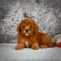 Mini Goldendoodle