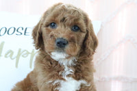 Goldendoodle