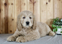 Goldendoodle