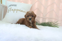 Goldendoodle