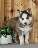 Siberian Husky